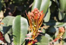 小米9se参数配置(小米9和小米9SE的区别)-HU网络